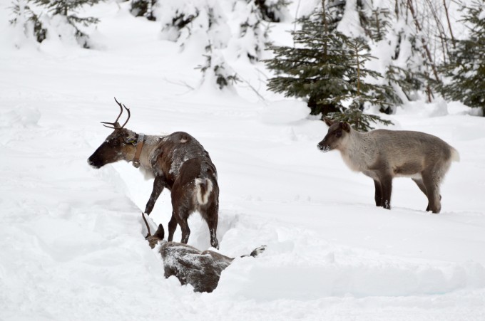 New GPS technology helps minimize interactions between caribou, snowmobilers