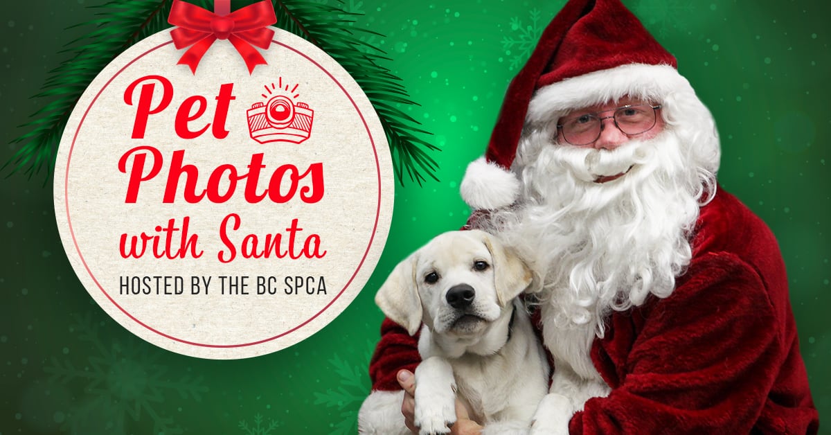 Nelson SPCA hosts pet photos with Santa