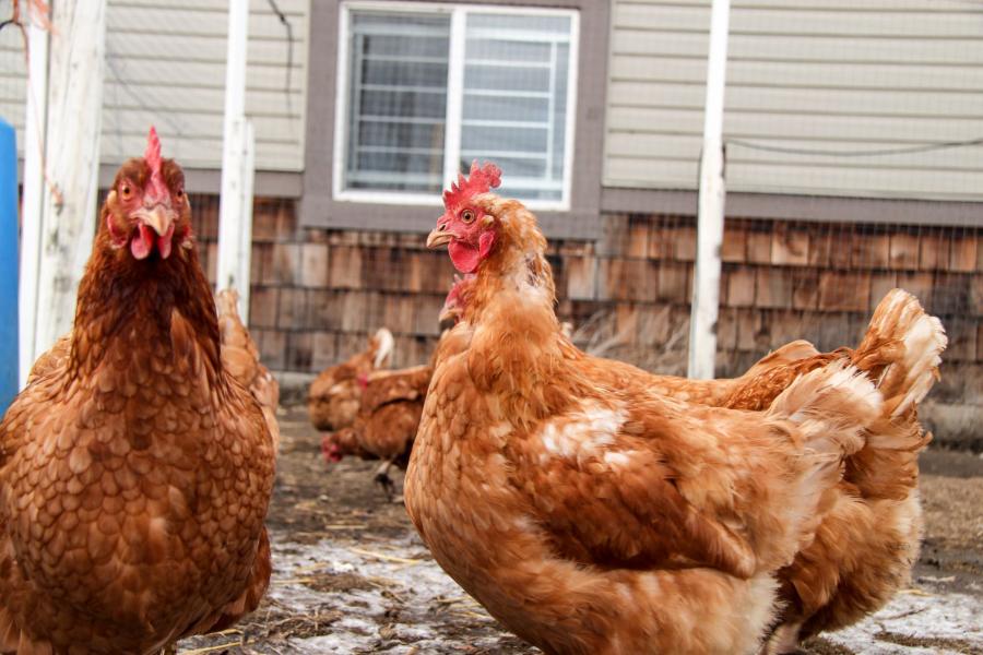 Request for variance to keep chickens and ducks in Nelson city limits denied, again
