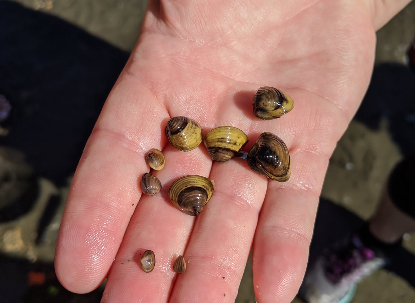 Invasive Asian Clams found in Central Kootenay waters