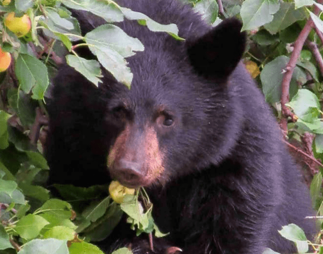 Wildlife and bear conflicts with humans in Nelson on the rise coming out of 2021: WildSafeBC