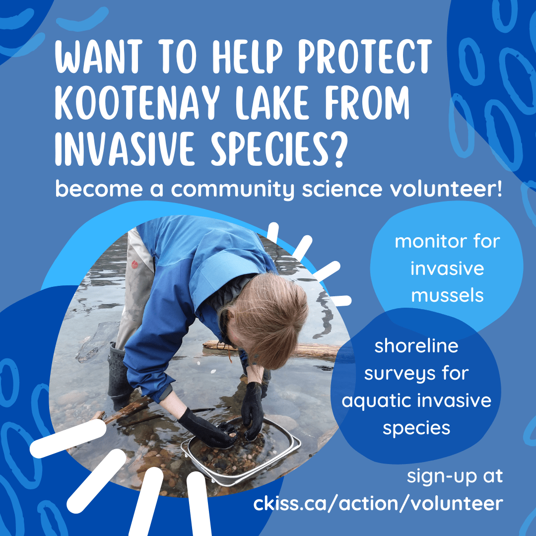 Volunteers needed to help protect Kootenay Lake from Aquatic Invasive Species