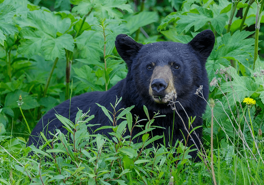 Bear facts: highest human-bear activity in seven years in Heritage city