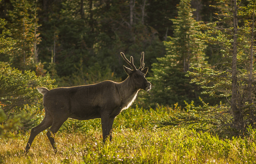Canada betrays its ‘Species at Risk Act’ while province wipes out mountain caribou habitat: VWS