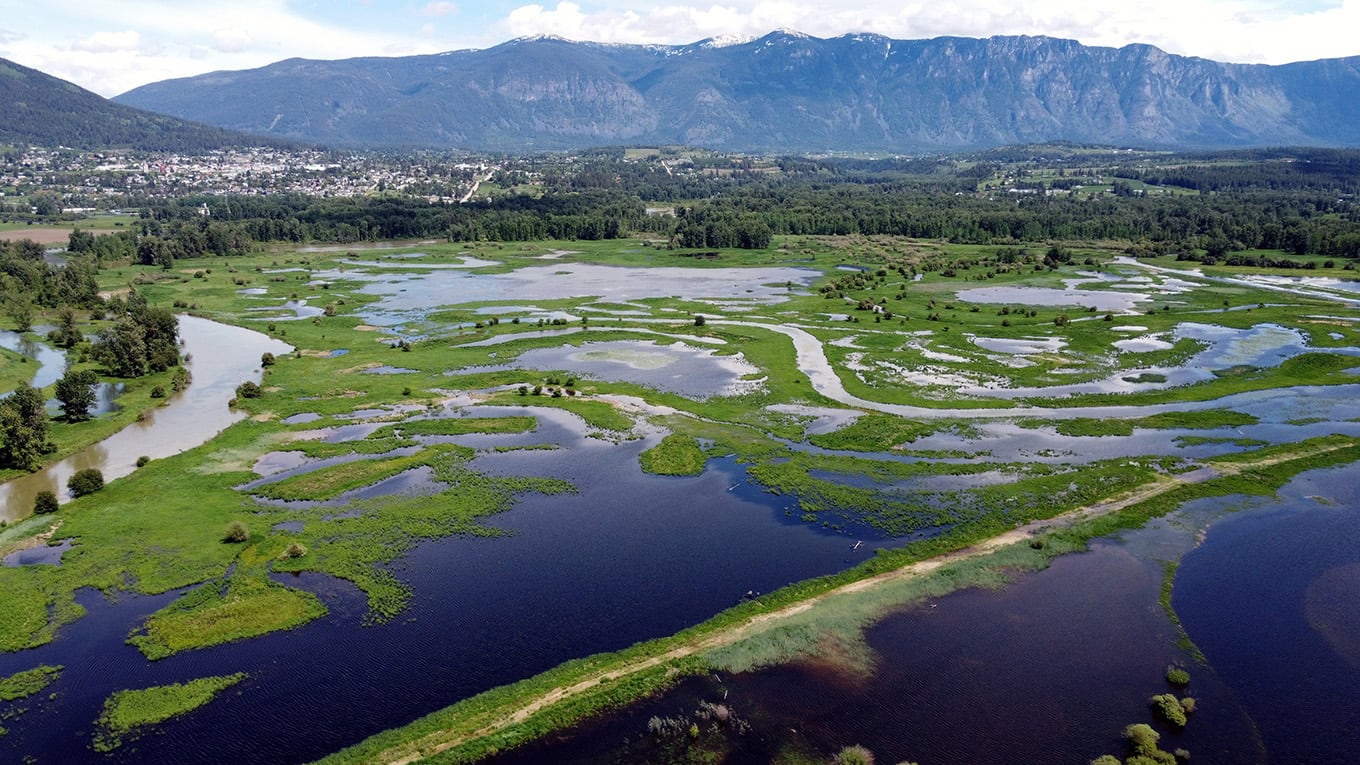 Yaqan Nukiy First Nation and Kootenai Tribe of Idaho to release one million fish into restored wetland