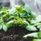 Column: Life-filled, life-giving soil