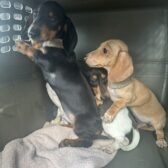 BC SPCA seizes 30 Dachshunds from terrible living conditions in the Okanagan