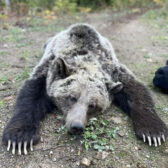 Grizzly bear family seen in Nelson trapped, relocated — WildsafeBC