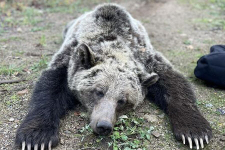Grizzly bear family seen in Nelson trapped, relocated — WildsafeBC