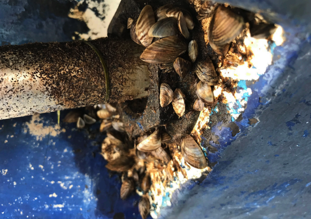 B.C. under threat from invasive mussels and freshwater parasites — B.C. Wildlife Federation