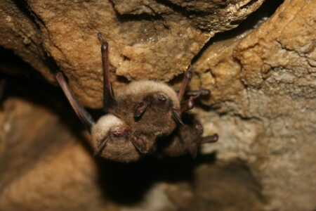 White-nose Syndrome Bat Monitoring Continues - Report Dead Bats