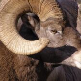 Wildlife overpass near Radium will enhance safety for drivers, bighorn sheep