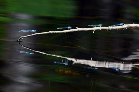 Got lake photos? Enter the 4th Annual Lake Biodiversity Photo Challenge