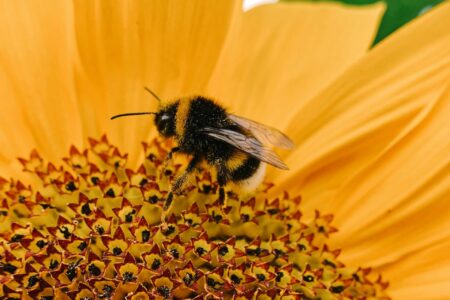 Column:  The importance of native bees