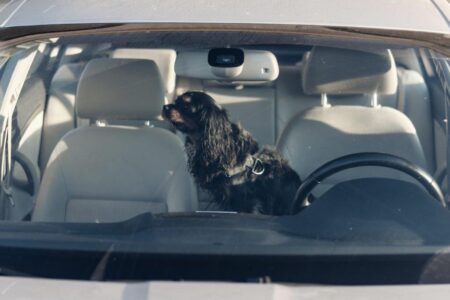 With B.C. heatwave looming, BC SPCA reminds the public that animals do not belong in hot vehicles