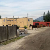 Moose on the loose in downtown Rossland