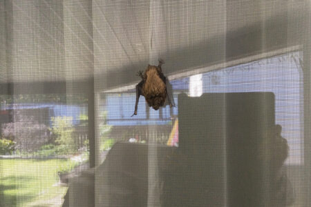 'Leave the bat alone' — Kootenay Community Bat Program