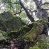 Old-growth forests still not protected despite Province’s plan: Valhalla Wilderness Society