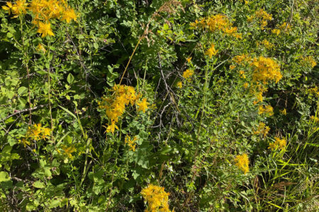 Free Workshop on Medicinal and Edible Invasive Plants in Creston