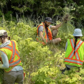 A path to protecting native pollinator species