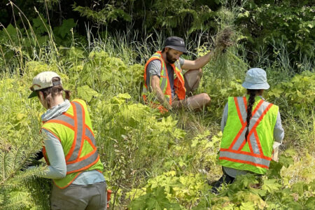 A path to protecting native pollinator species